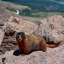 Marmot is coming closer